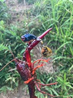 ザリガニの釣果