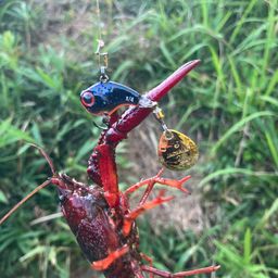 ザリガニ