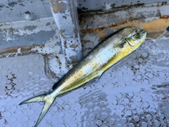 シイラの釣果