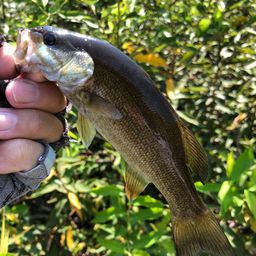 スモールマウスバス