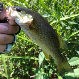 スモールマウスバス