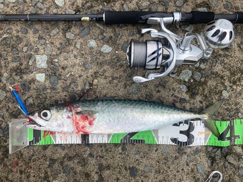 サバの釣果