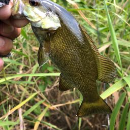 スモールマウスバス