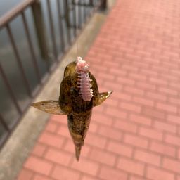 ハゼ