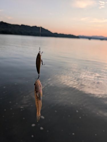 ハゼの釣果