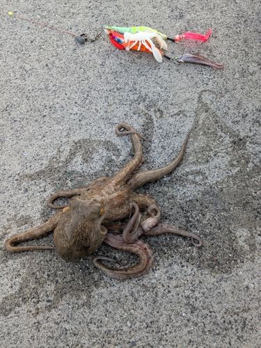 タコの釣果