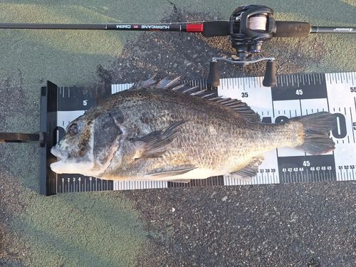 チヌの釣果
