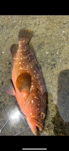 キジハタの釣果