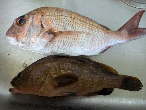 マダイの釣果
