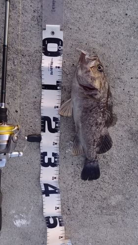 クロソイの釣果