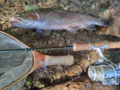ニジマスの釣果