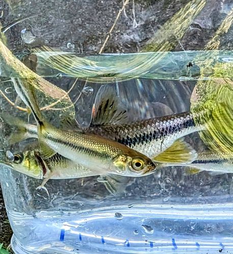 カワムツの釣果