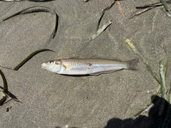 キスの釣果