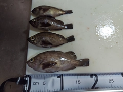 メバルの釣果
