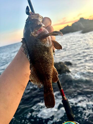 ムラソイの釣果