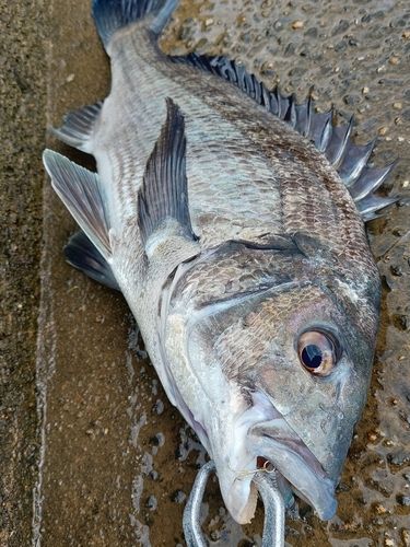 チヌの釣果