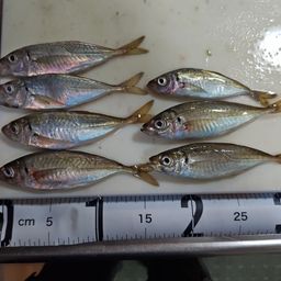 アジ