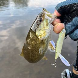 スモールマウスバス