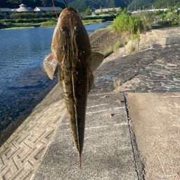 マゴチ
