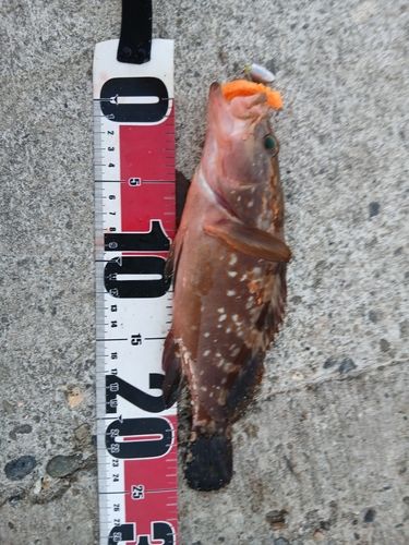 キジハタの釣果