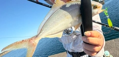 シオの釣果