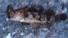 タケノコメバルの釣果