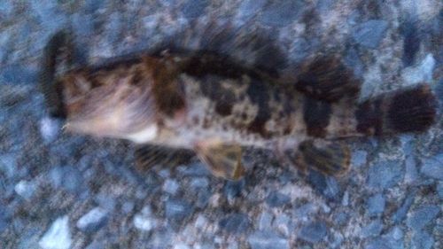 タケノコメバルの釣果
