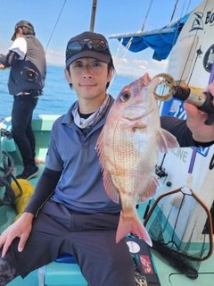 マダイの釣果