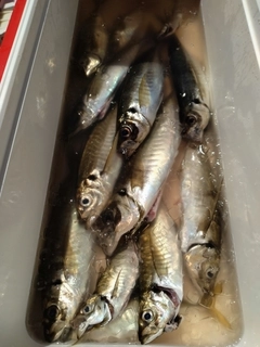 マアジの釣果