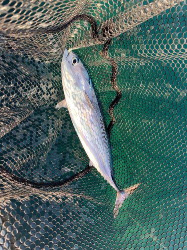 ソウダガツオの釣果
