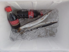 カマスの釣果