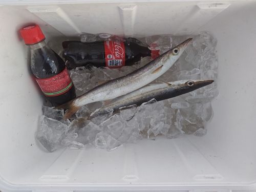 カマスの釣果