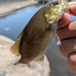 スモールマウスバス