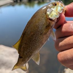 スモールマウスバス