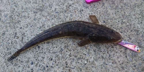 マゴチの釣果