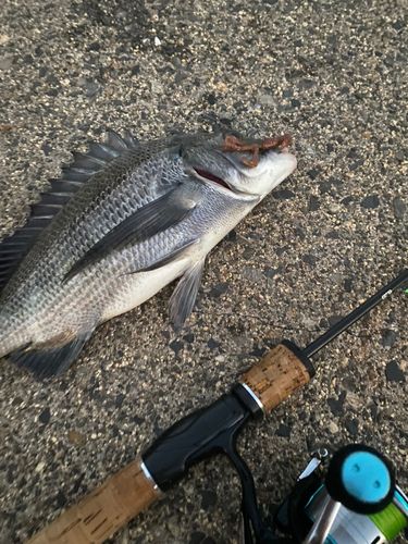 タイの釣果