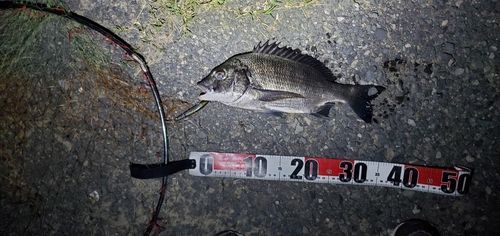 チヌの釣果
