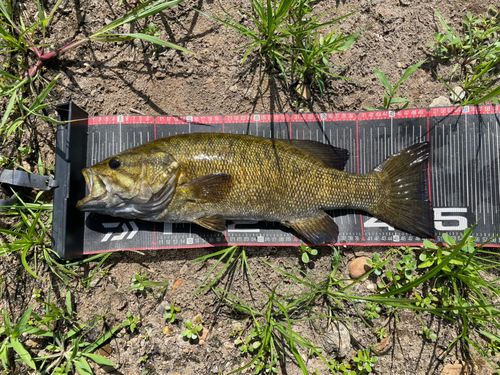 スモールマウスバスの釣果