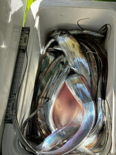 タチウオの釣果