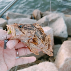 タケノコメバルの釣果