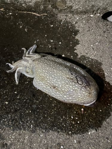 シリヤケイカの釣果