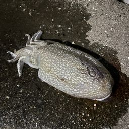 シリヤケイカ