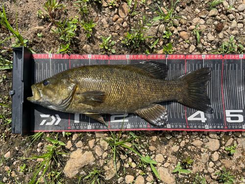 スモールマウスバスの釣果