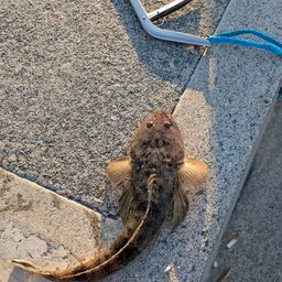 マゴチ