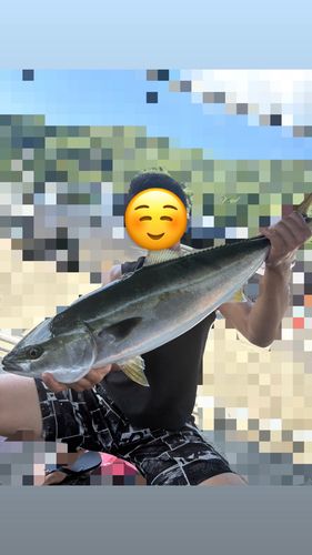 ワラサの釣果