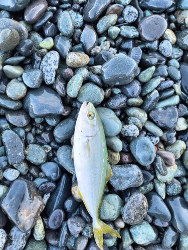 ワカシの釣果