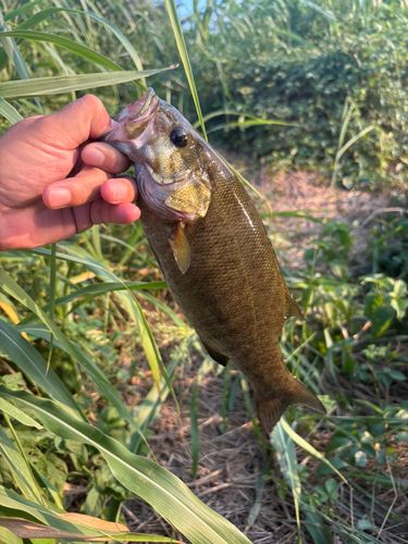 スモールマウスバスの釣果