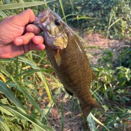 スモールマウスバス