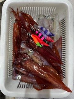 ケンサキイカの釣果