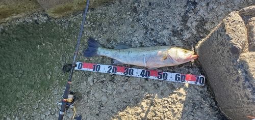 シーバスの釣果